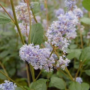 Ceanothus 'Autumnal Blue' 40-60 cm